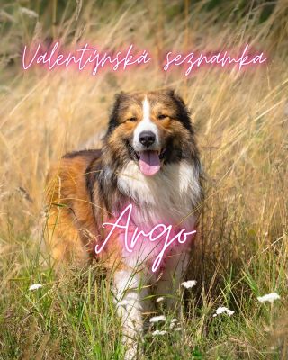 Ahoj, jsem Argo 🐶 Tornjak, 4 roky, 40 kilo čisté radosti. V útulku už 208 dní (ano, počítám si to…). Mám permanentně...