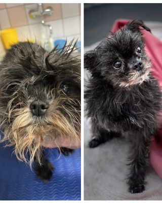 Někdy stačí základní péče, aby se změnil celý život ❤️ Před pár týdny zazvonil telefon. Šlo o skupinu 11 malých psů,...