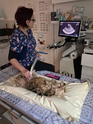 Carolina 🤍 Jsou jí teprve asi 3 roky a už přišla o 10 zubů. Zuby byly natolik zkažené, že jiná možnost nebyla 😔 Přišla k...