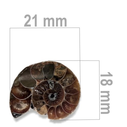 Amonit%20p%C5%AFlen%C3%BD%20ZKA027