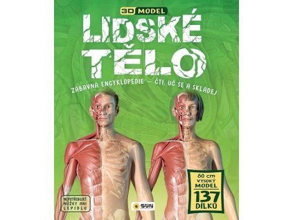 LIDSKÉ TĚLO - 3D MODEL