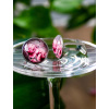 Manzetove knoflicky Maky v zapadu slunce 05