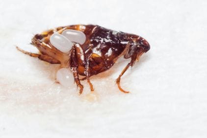 Блохи: 27 запитань та відповідей