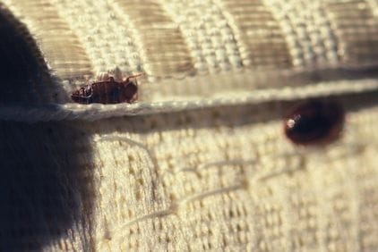 7 найчастіших жуків у квартирі