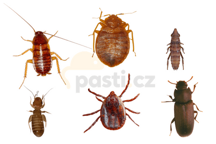 Жук, схожий на постільного клопа: 6 можливих варіантів