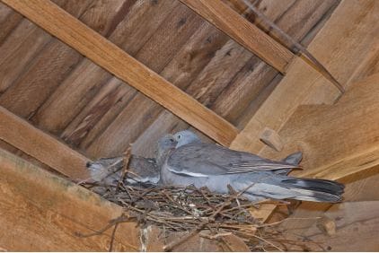 Пташиний клоп: що робити при зараженні