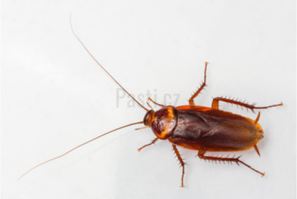 Чорний тарган та рудий тарган (прусак): як безпечно їх позбутися