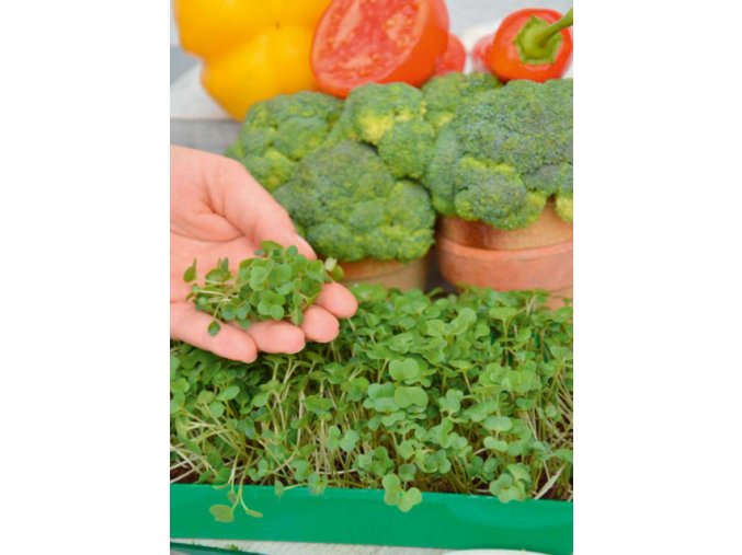 10201 garden seed mikrozelenina brokolica 1ks