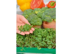 10201 garden seed mikrozelenina brokolica 1ks