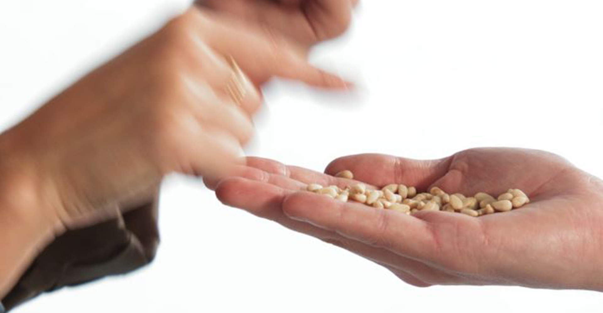 PINIE - DIANA COMPANY & @TOJIDLO - ŠKOLA PRÍRODY