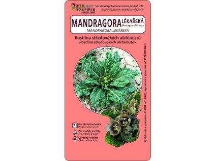 mandragora