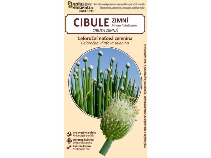 cibule zimní