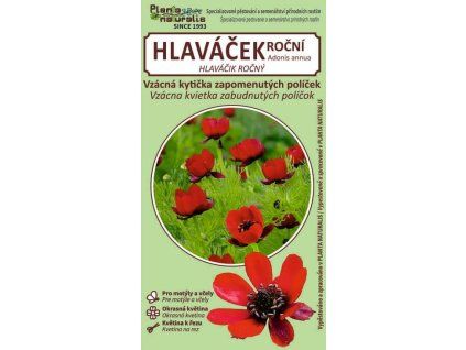hlaváček roční