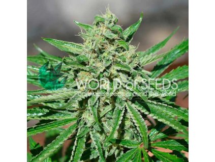 cbd tonic web konopi marihuana