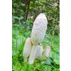 Superionherbs Coprinus Comatus - gândac de bălegar comun - 90 capsule