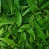 Neem Leaf