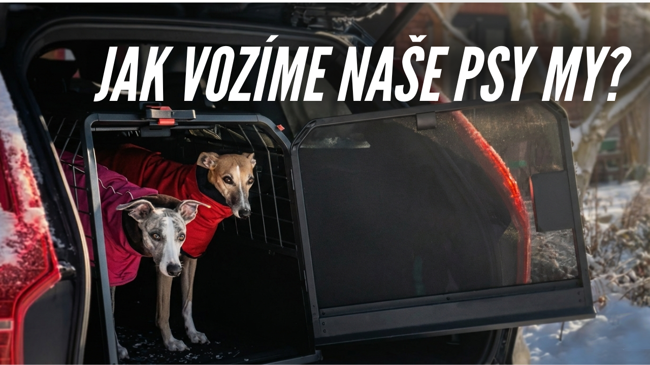 Jak vozíme v autech naše psy