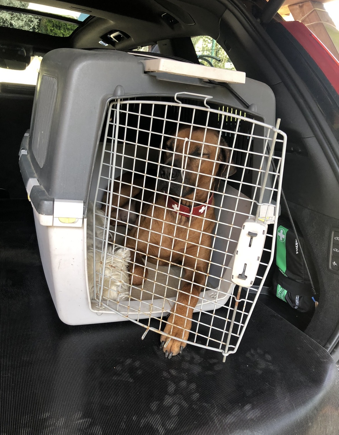 plastovy-box-na-psa-miky