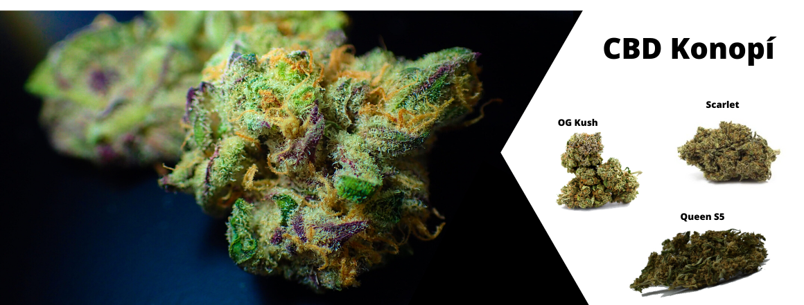 Cbd konopi