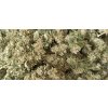 CBD Konopí - Queen S5 | CBD 12%