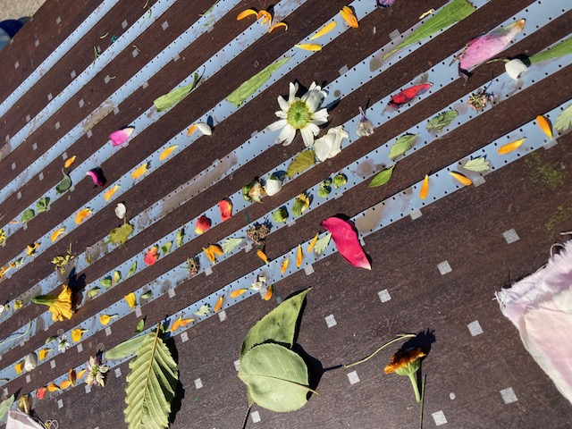 Workshop ke knize Zloději tmy: Kytkografie - fotograf*ka či filmař*ka jako zahradník*zahradnice