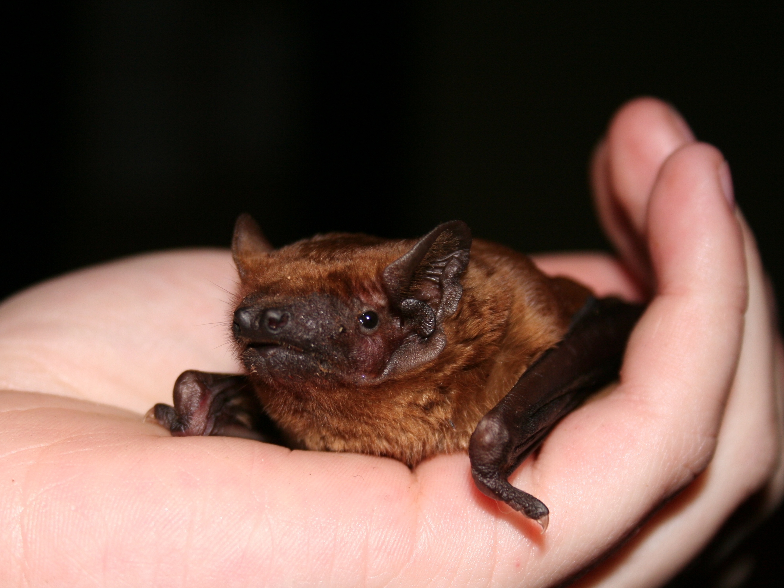 Netopýří kluci v knihkupectví