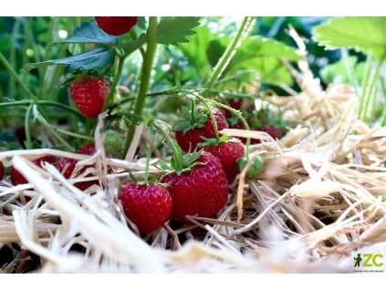 12a8a4b8 6641 482e a0e5 ccf1d266e2aa