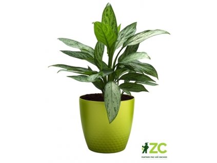 Obal Perla - zelená perleť 11 cm