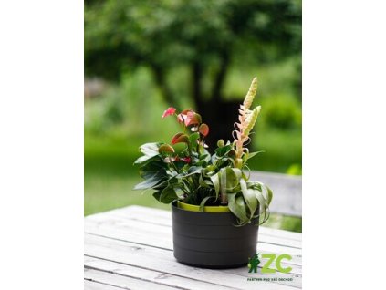 Žardina samozavlažovací trojzávěs Berberis - antracit + zelená 30 cm