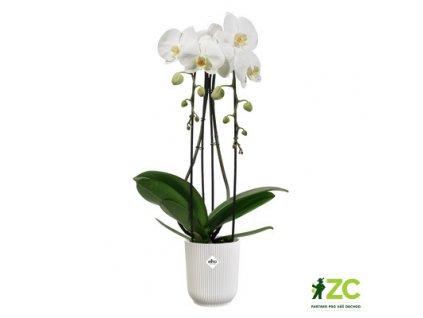 Obal Vibes Fold Orchid High - silky white 12,5 cm