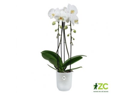Obal Vibes Fold Orchid High - transparent 12,5 cm