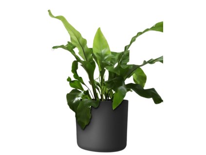 Obal Lora - antracit 35 cm