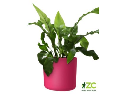 Obal Lora - viva magenta 22 cm