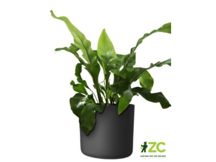 97c229c5 d89d 4393 b71b 2d5ee6347d80