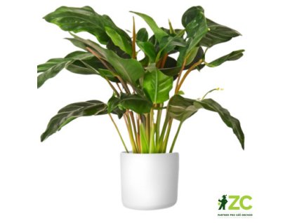 8ec007f9 ce4b 4db6 84b9 fb75957d67cc