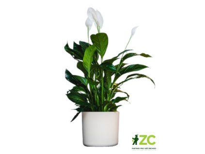 e2e0e809 3b77 415d b2b7 5433926e7d8f