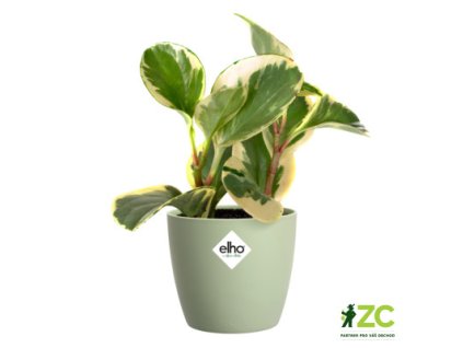 7e754876 cf72 45e5 825a 7c6db0e401f1