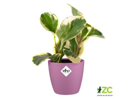 aee84338 b94d 4b59 9e32 3461ce504e9a