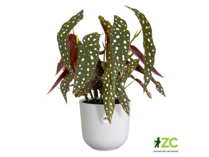 b0b9a20d 38a1 406d 93c0 e16d94493bb0