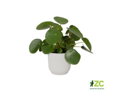 7f05f3f6 94eb 4c5e a5fe 0359b47736d1