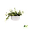 Žardina Brussels Bowl - white 23 cm