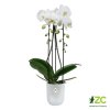 Obal Vibes Fold Orchid High - transparent 12,5 cm