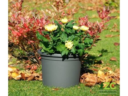 172341 obal narcis antracit 28 cm