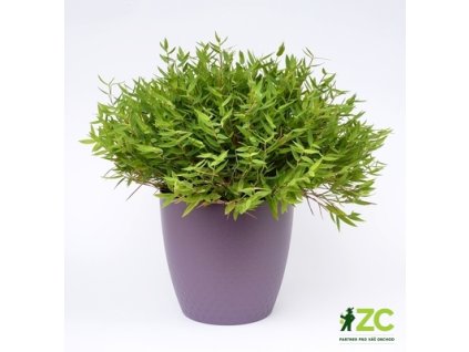172503 obal perla fialova perlet 30 cm