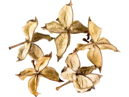 188121 dekorace cotton flower 5 ks