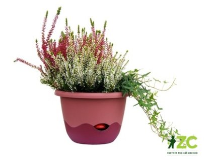 171738 kvetinac mareta zavesny ruzova tmava vinova 25 cm