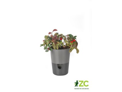 171768 kvetinac rosmarin antracit svetly tmavy 11 cm
