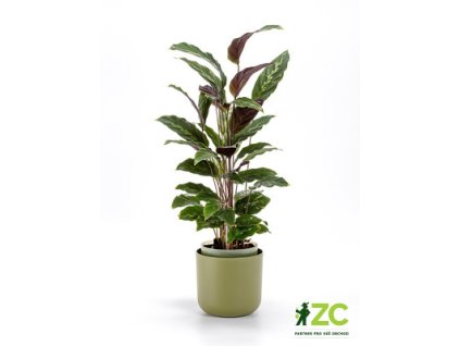 171900 kvetinac samozavlazovaci tolita zelena 16 cm