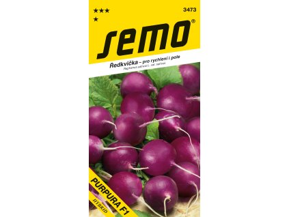 166281 redkvicka fialova purpura f1 rychl pole 1 5g