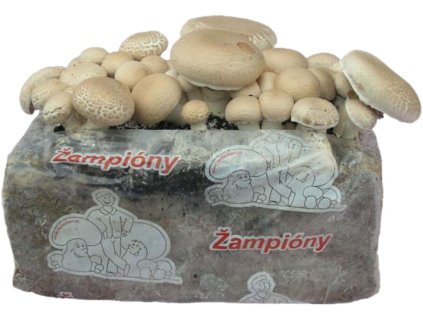 858719 d661c8b2 6c2b 4dac a499 e9acfc9b975c